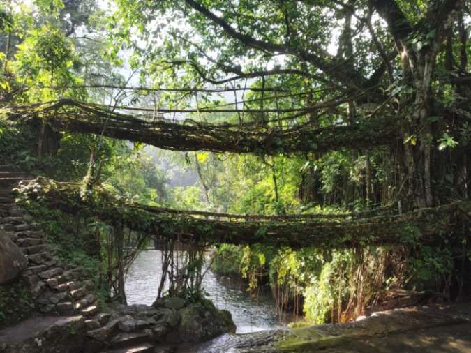 India’s beroemde levende hangbruggen zijn voorgedragen als werelderfgoed
