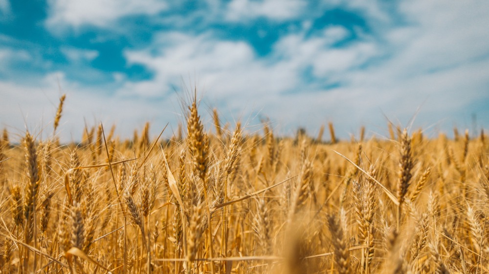 Polen verbiedt de invoer van graan uit Oekraïne om eigen boeren te beschermen