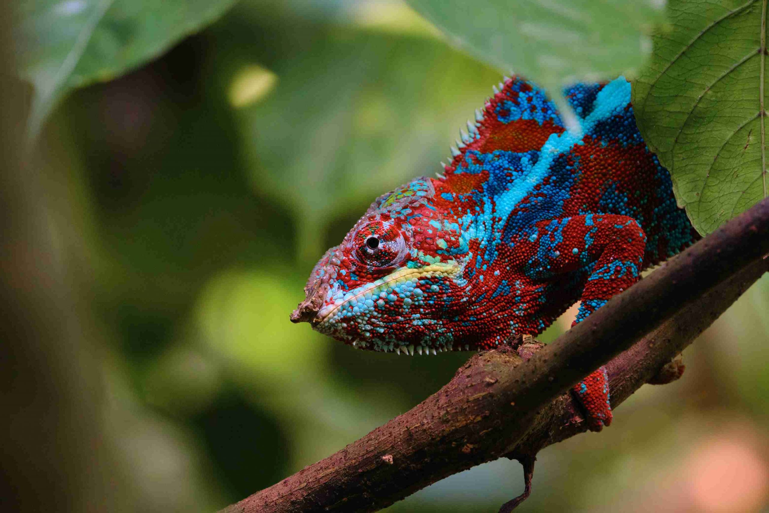 Wetenschappers: kameleons kleuren feller in omgeving zonder natuurlijke vijanden