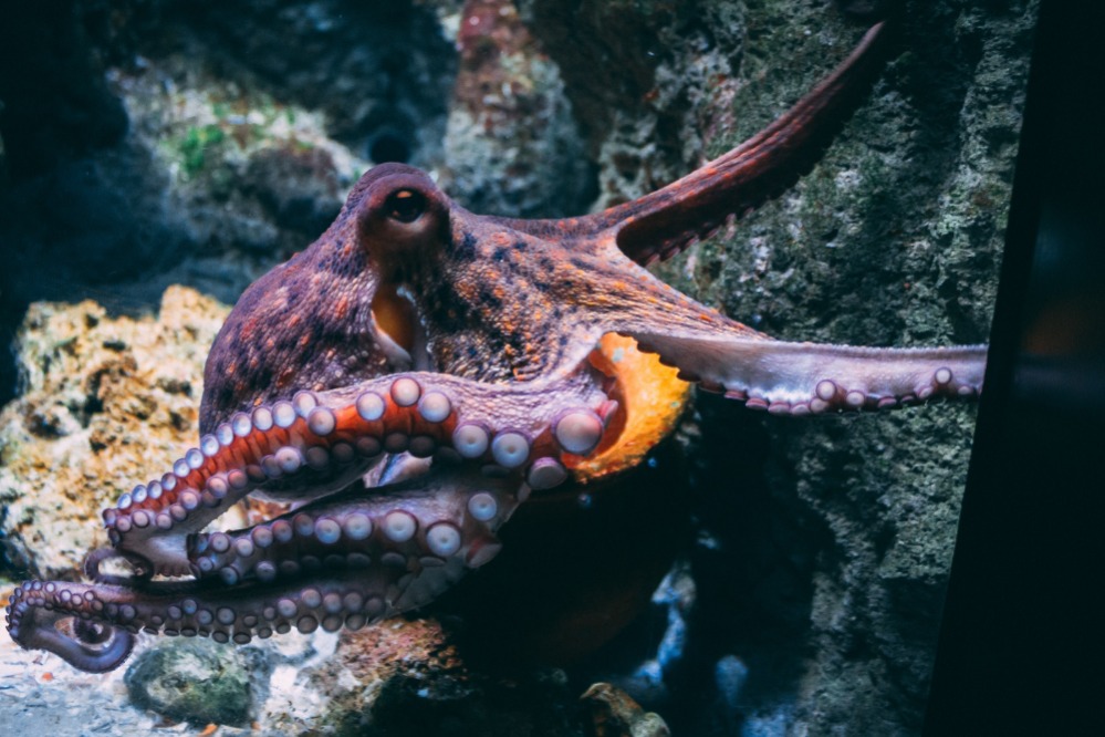 Wordt de octopus het volgende slachtoffer van de bioindustrie?