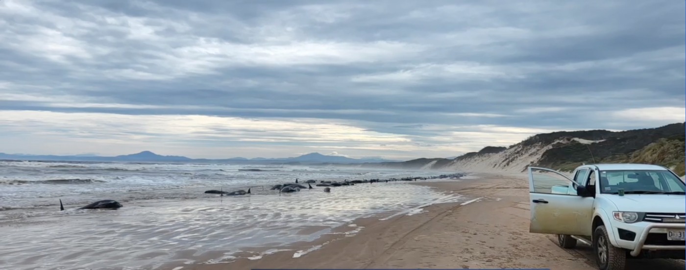 Meer dan 200 walvissen zijn gestrand in Australië