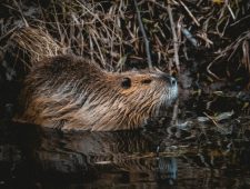 Afgeknaagde bomen en water in de tuin: de bever is terug in Europa – en veroorzaakt problemen