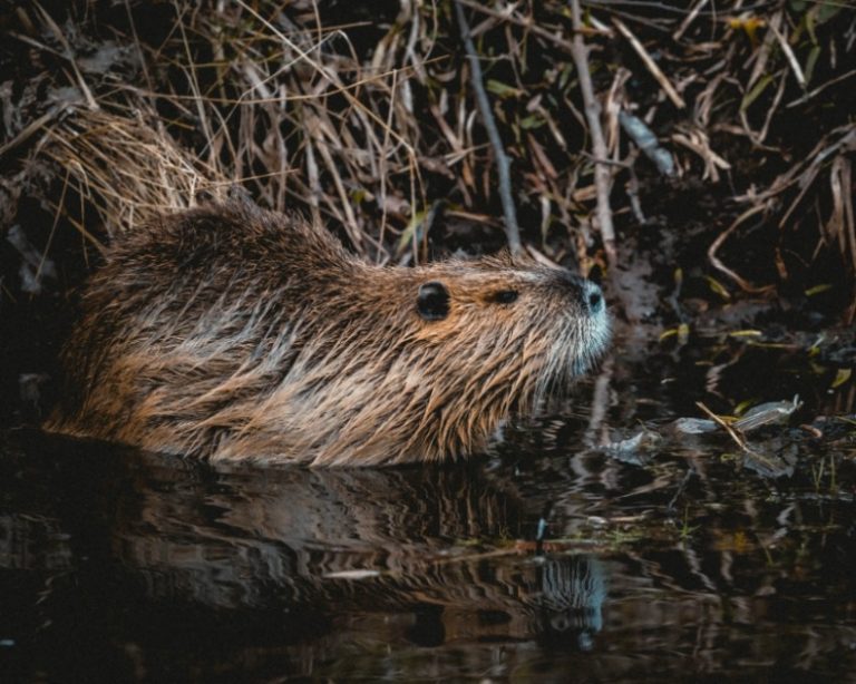 Afgeknaagde bomen en water in de tuin: de bever is terug in Europa – en veroorzaakt problemen
