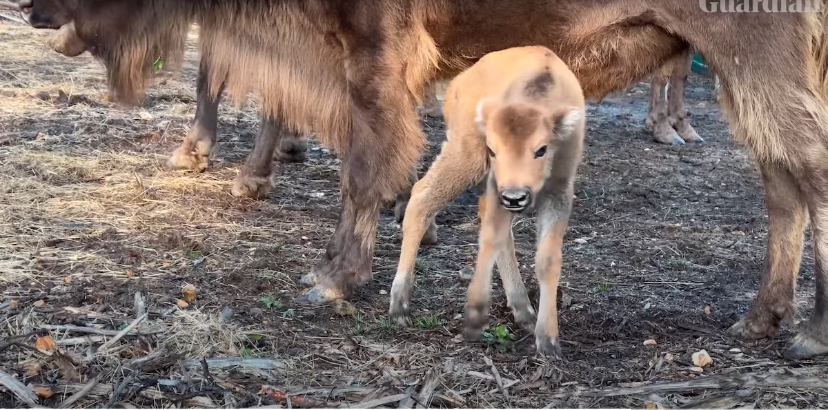 Eerste wilde bizon geboren in VK sinds duizenden jaren