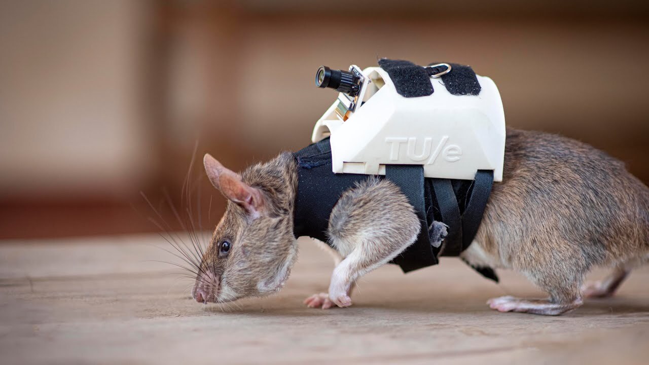 Ratten met een rugzakje & Meer tips