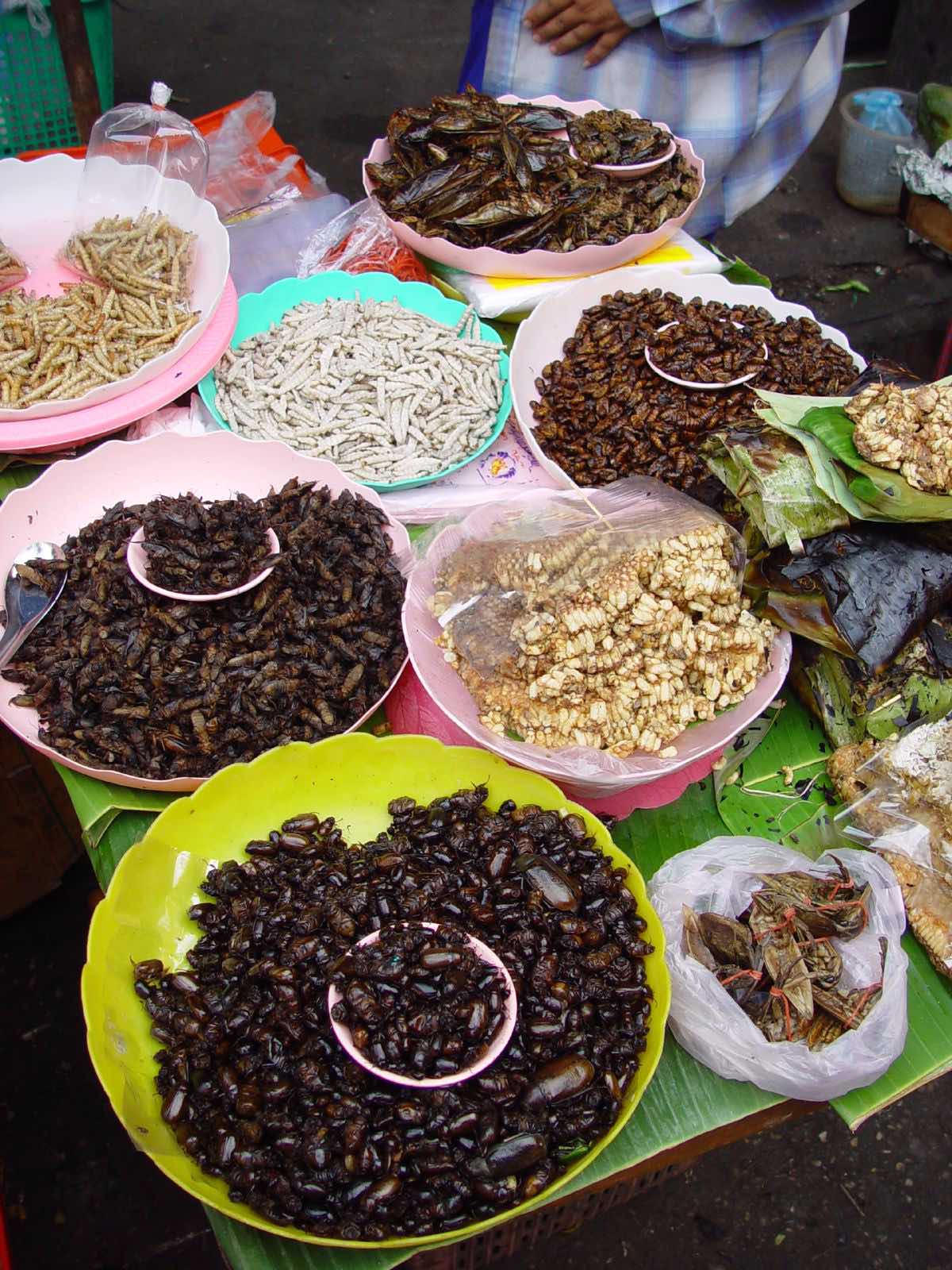 Eetbare insecten, een levensvatbaar vleesalternatief?