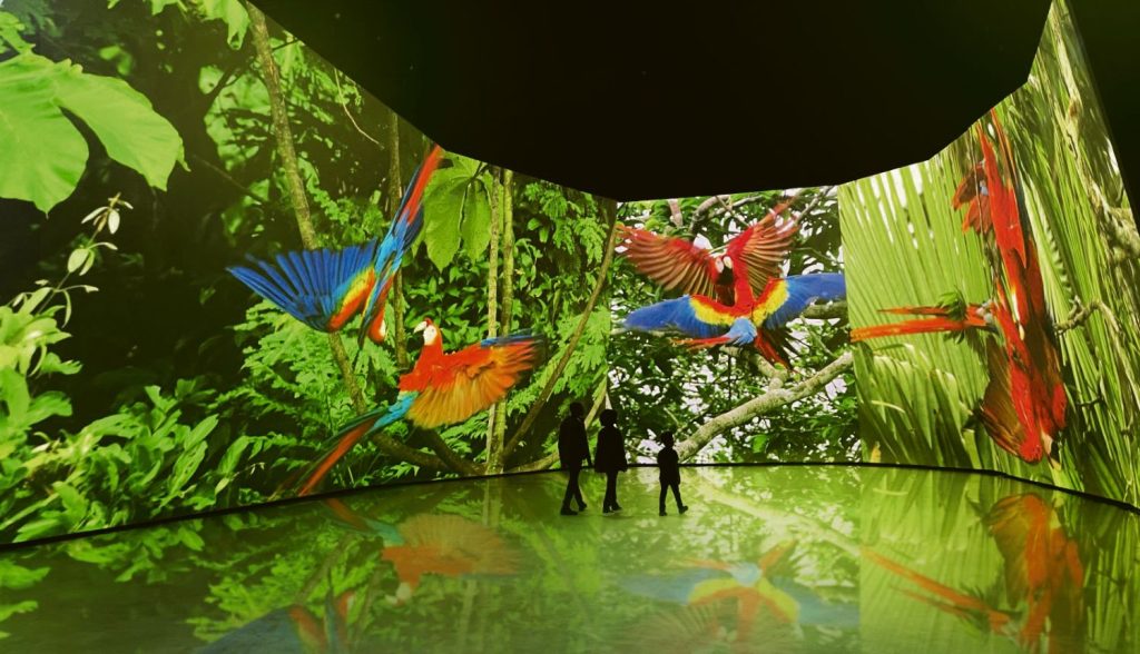 macaws edit