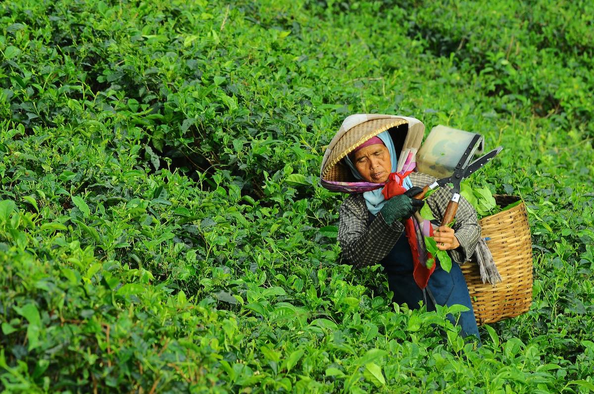 Mensenrechtenschendingen op theeplantages gelinkt aan Starbuck en Unilever