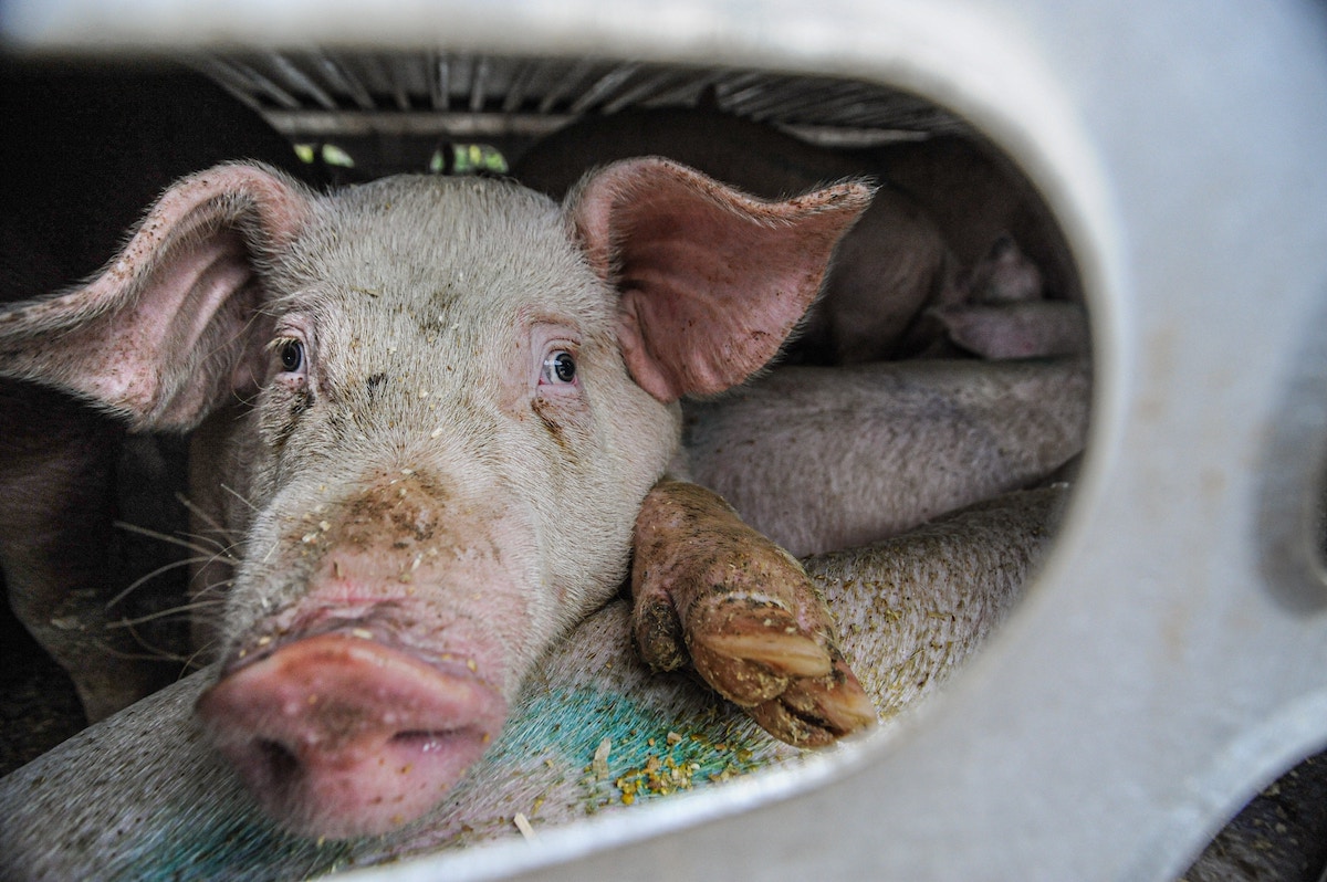 Ontwikkelingsbanken geven miljarden klimaatsteun aan bioindustrie