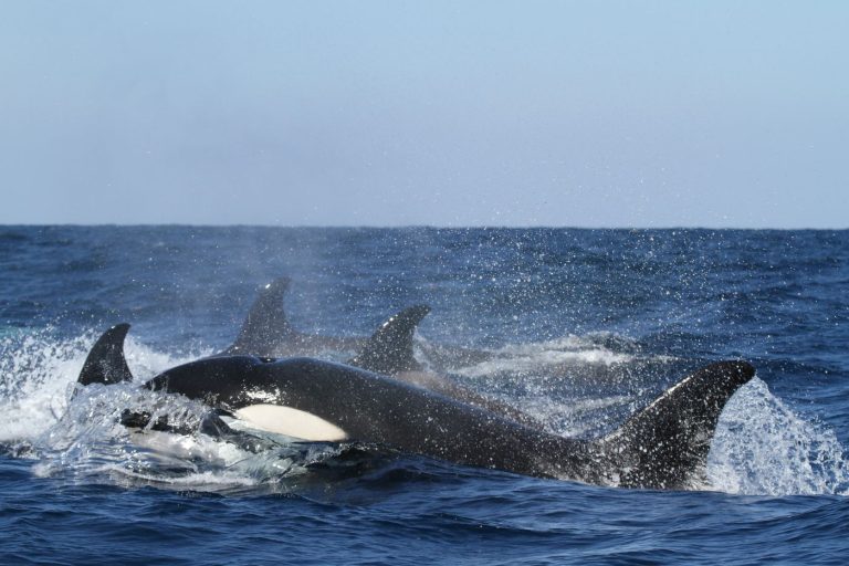 Getraumatiseerd of speels? Wetenschappers onderzoeken waarom orka’s boten aanvallen Getraumatiseerd of speels? Wetenschappers onderzoeken waarom orka’s boten aanvallen