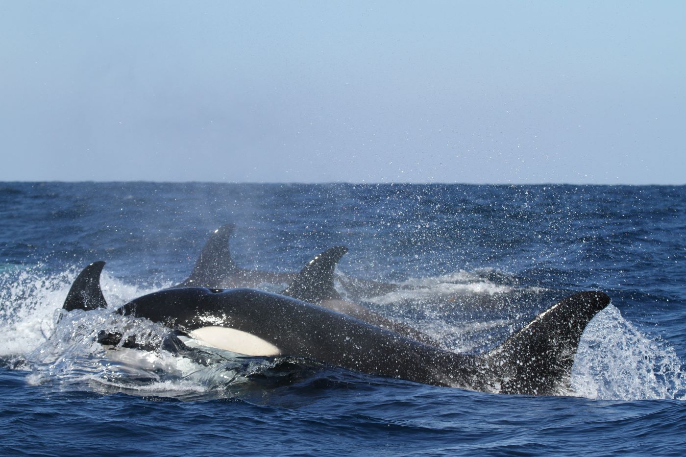 Getraumatiseerd of speels? Wetenschappers onderzoeken waarom orka’s boten aanvallen