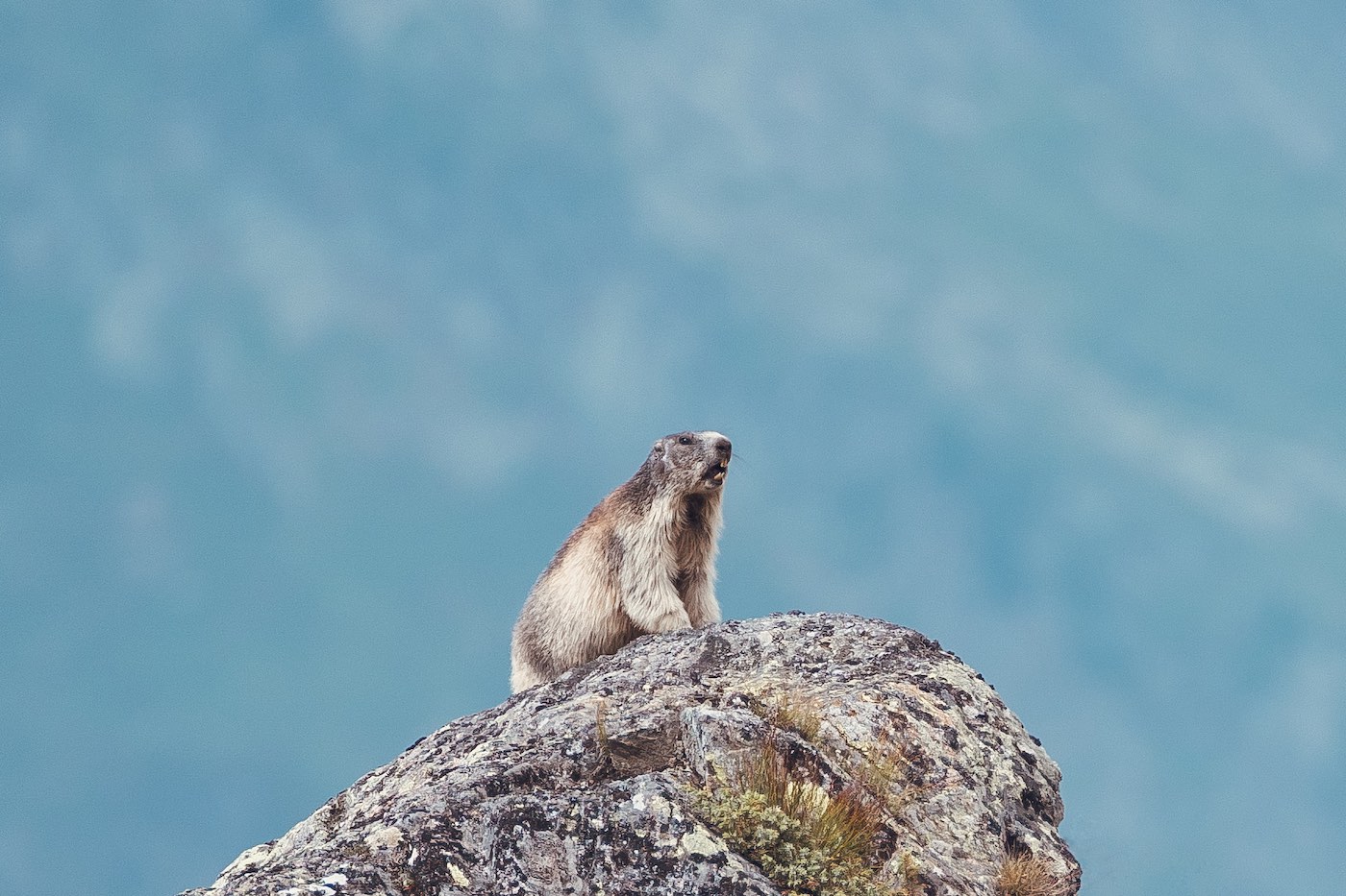 Alpenmarmot kan het hoofd niet koel houden
