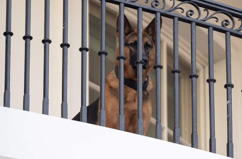 Hond van president Biden moet Witte Huis verlaten
