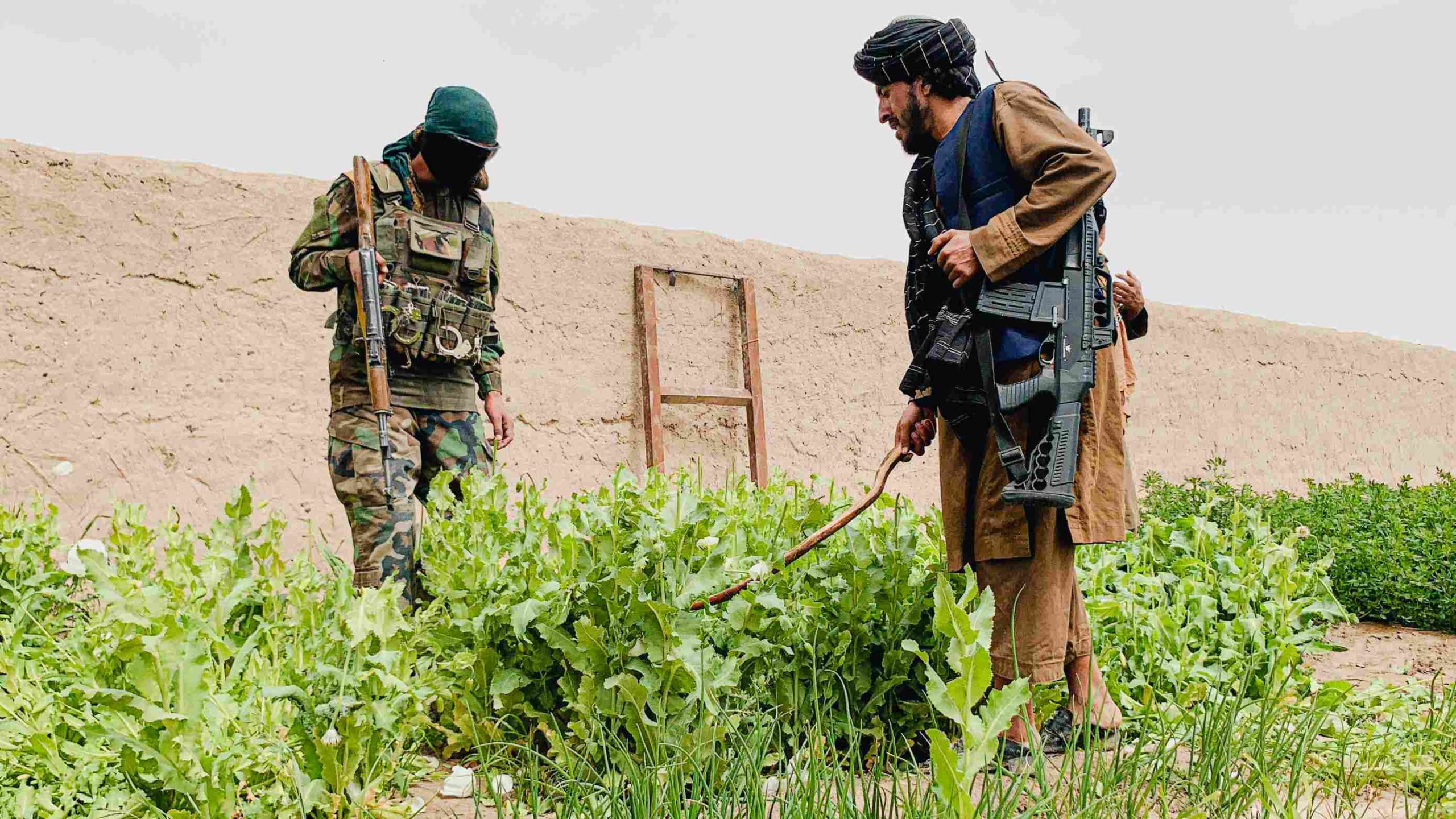Verbod op papaverteelt in Afghanistan treft de binnenlandse markt het hardst GettyImages 1248578281 scaled