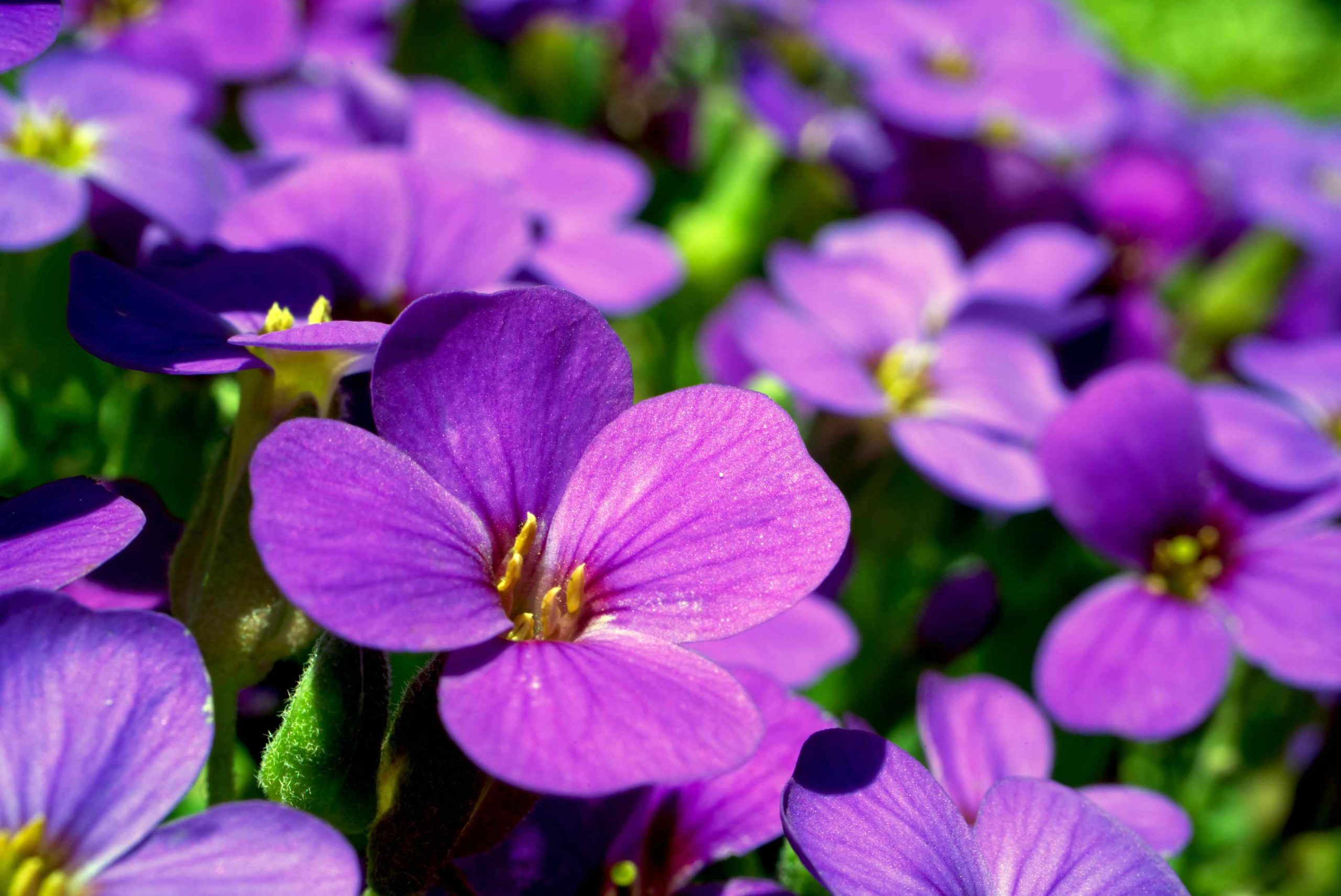 Bloemen produceren minder nectar vanwege insectentekort