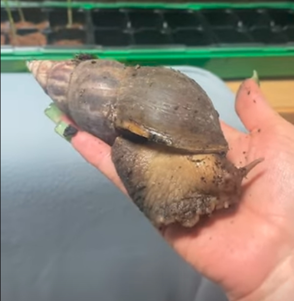 Een reuzenslak als huisdier? Pas op met knuffelen