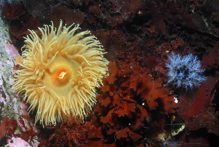 Om de biodiversiteit te beschermen hebben we een Antarctische dierentuin nodig Om de biodiversiteit te beschermen hebben we een Antarctische dierentuin nodig