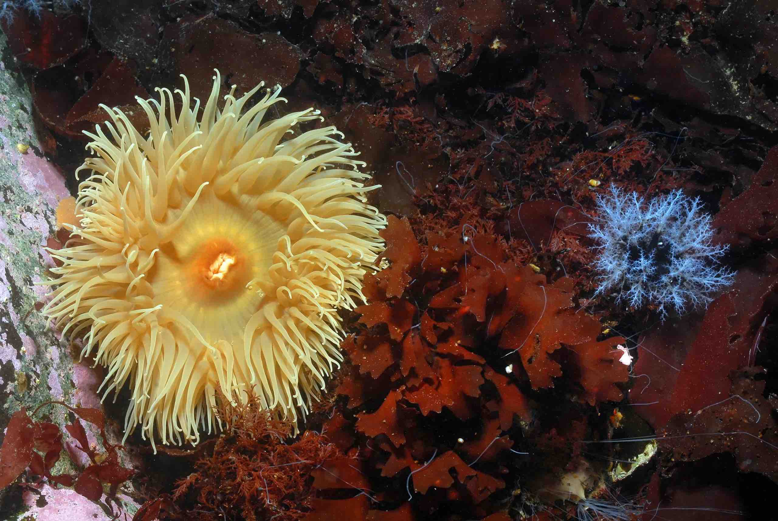 Om de biodiversiteit te beschermen hebben we een Antarctische dierentuin nodig