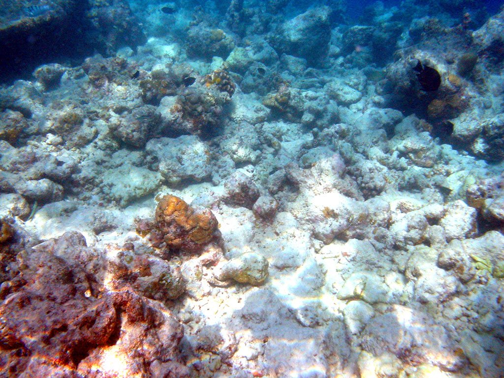 Moofushi bleached corals