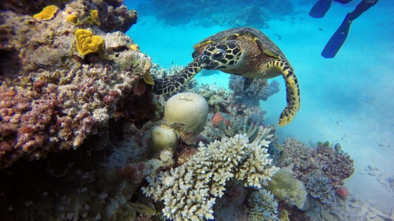 Australië: het Groot Barrièrerif lijdt aan ‘massale’ verbleking