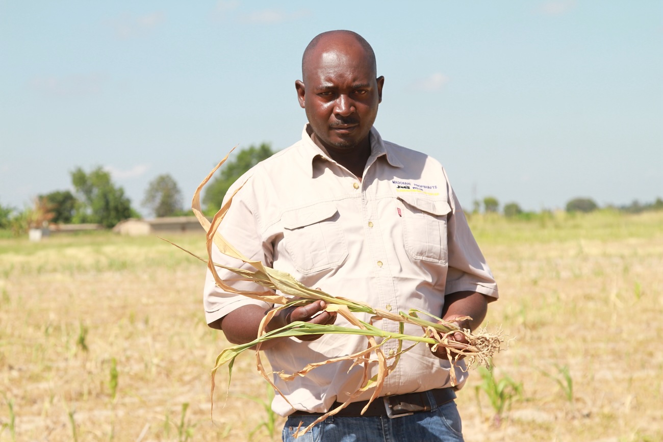 Zimbabwe: droogte bedreigt maisoogst ANP 492384158