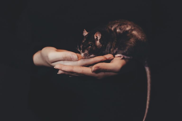 Het wordt tijd dat we van de rat gaan houden