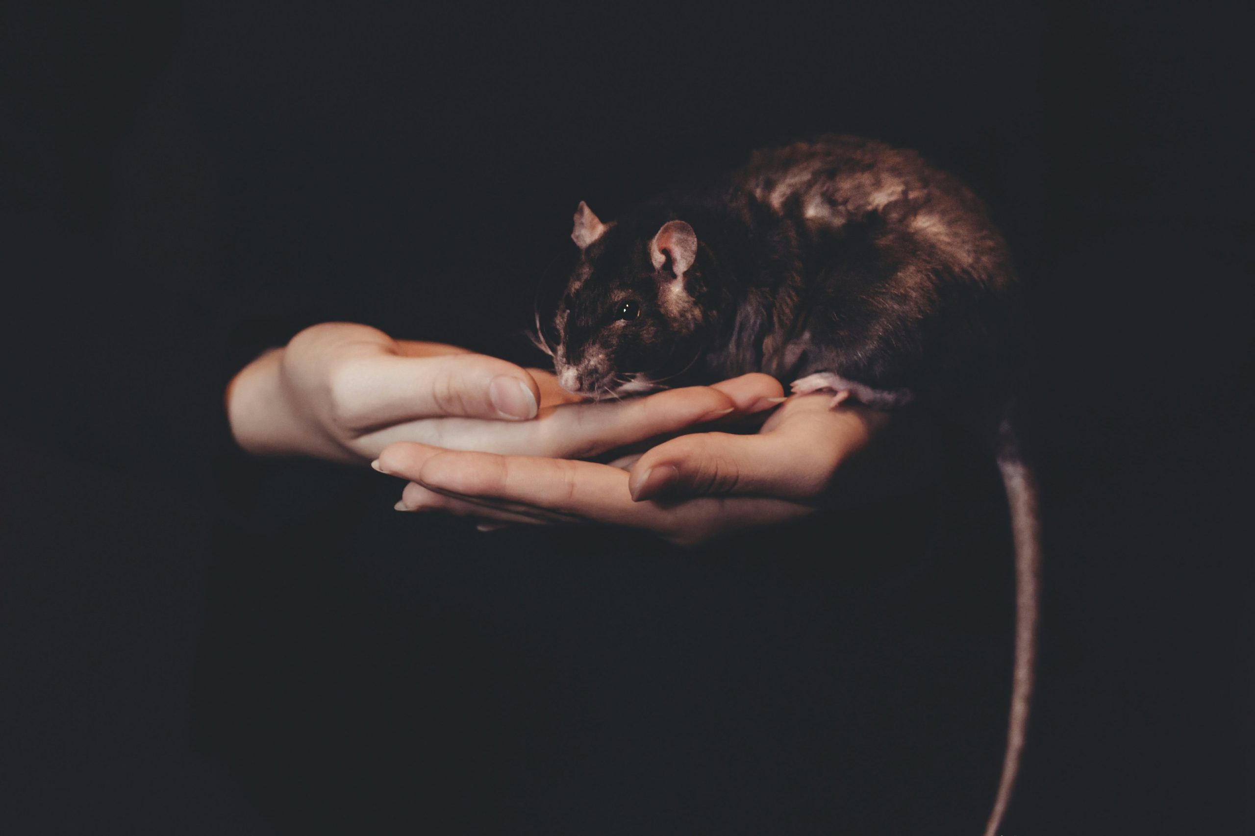 Het wordt tijd dat we van de rat gaan houden Het wordt tijd dat we van de rat gaan houden