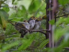 Onderzoek: verkeerslawaai belemmert groei van babyvogels