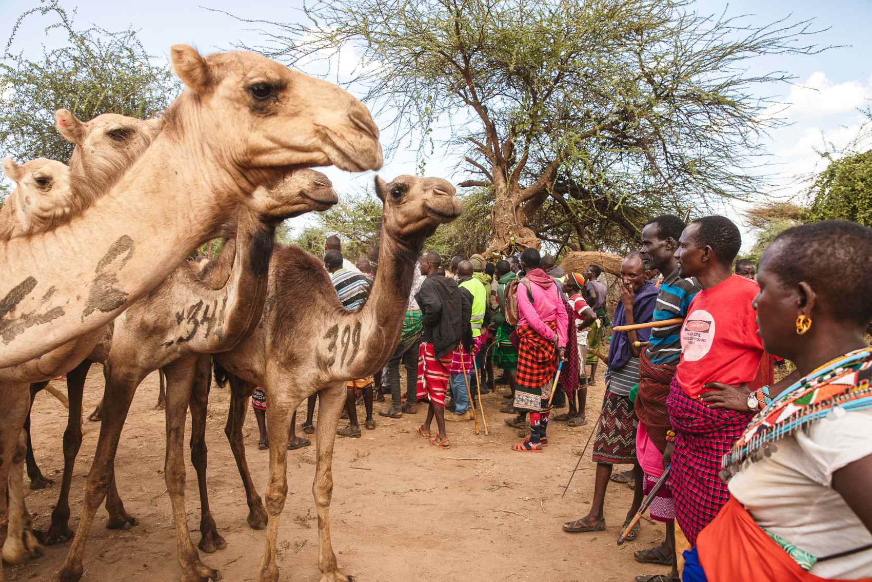 climate camels 4MPXXOZA4JLEBZ27VLWE3TNXMU