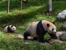 ‘Pandafabrieken’ – het controversiële fokprogramma van de reuzenpanda