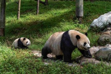 ‘Pandafabrieken’ – het controversiële fokprogramma van de reuzenpanda