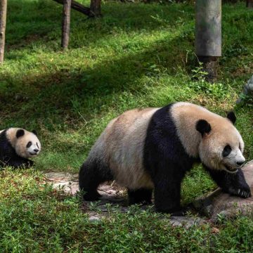 ‘Pandafabrieken’ – het controversiële fokprogramma van de reuzenpanda