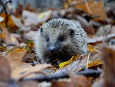 De egel is nu bijna met uitsterven bedreigd