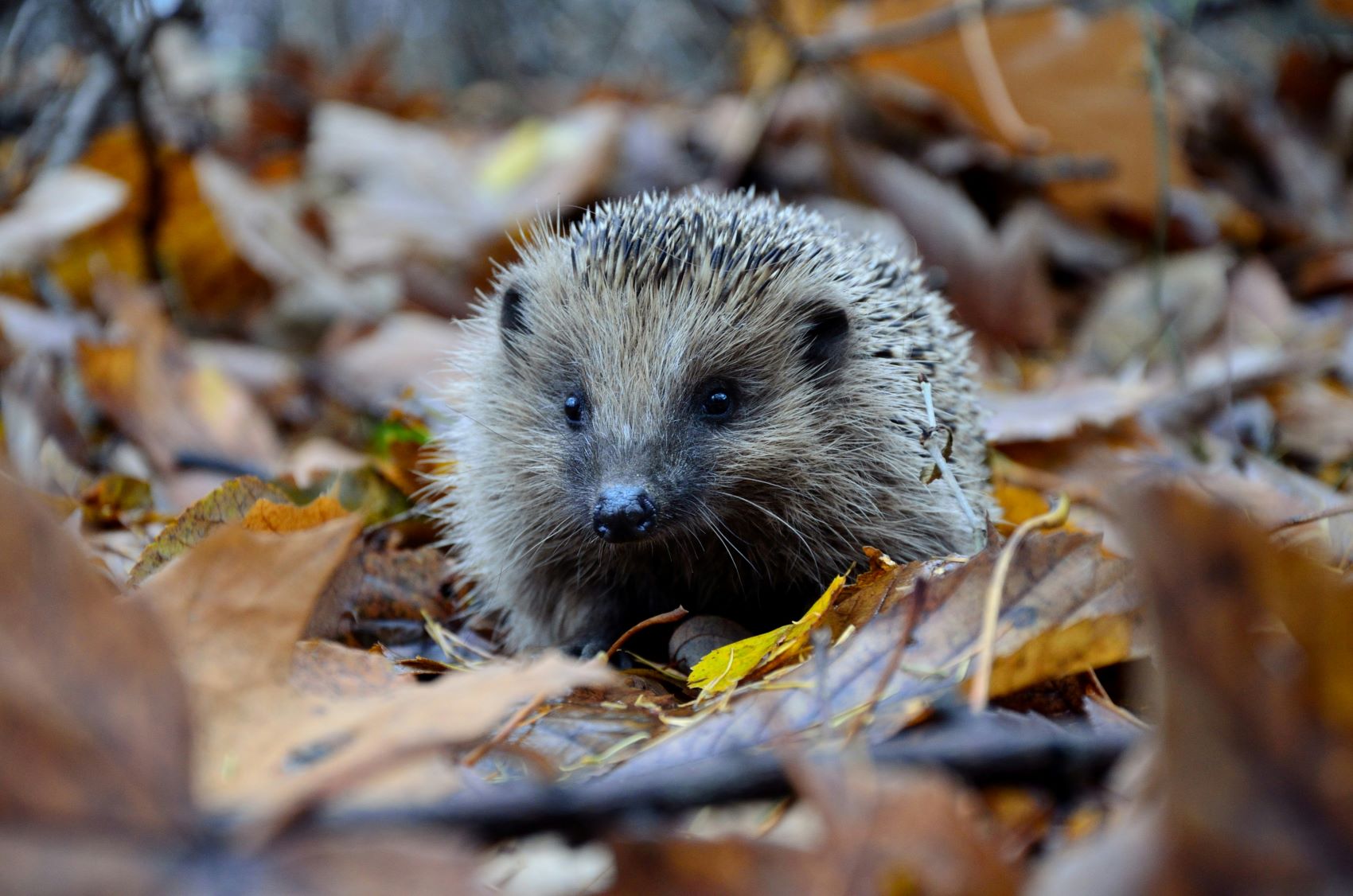 De egel is nu bijna met uitsterven bedreigd piotr laskawski GXMr7BadXQo unsplash