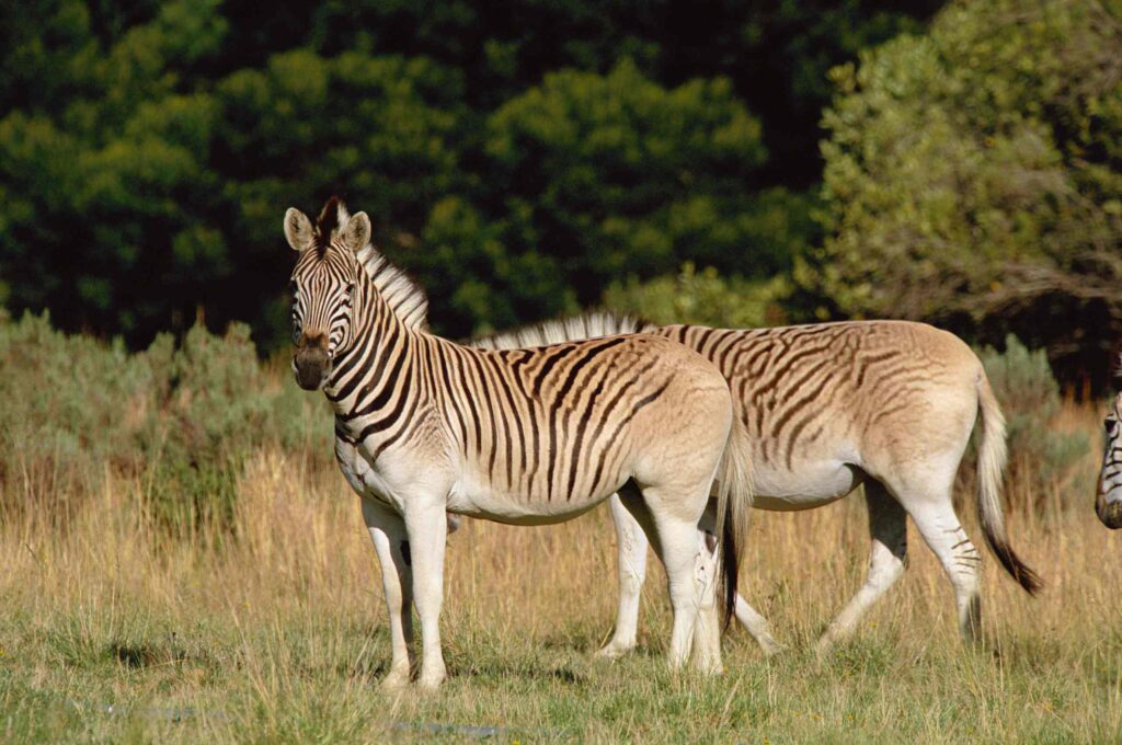 Hebben wetenschappers de uitgestorven quagga weer tot leven gebracht?