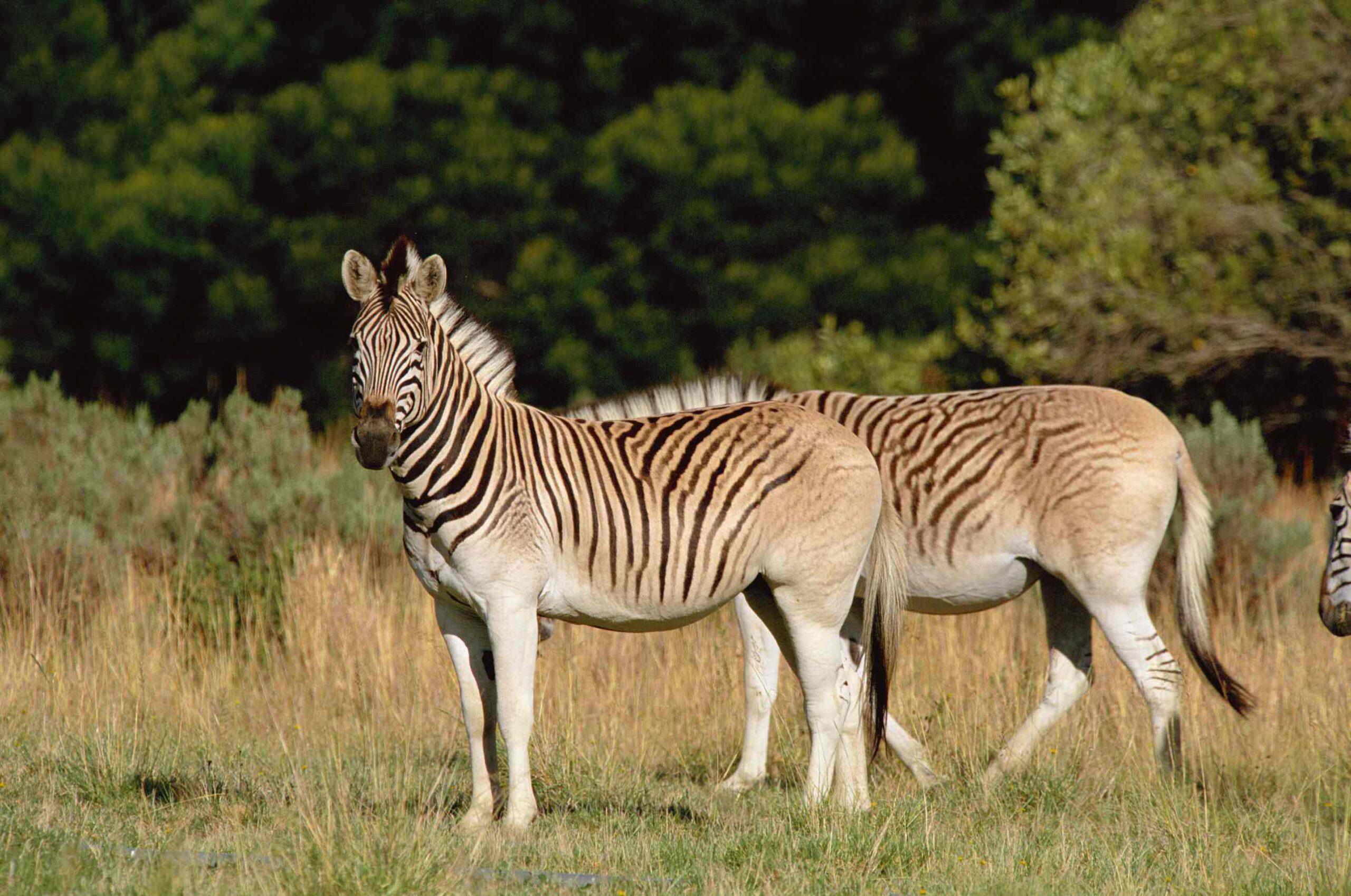 Hebben wetenschappers de uitgestorven quagga weer tot leven gebracht?