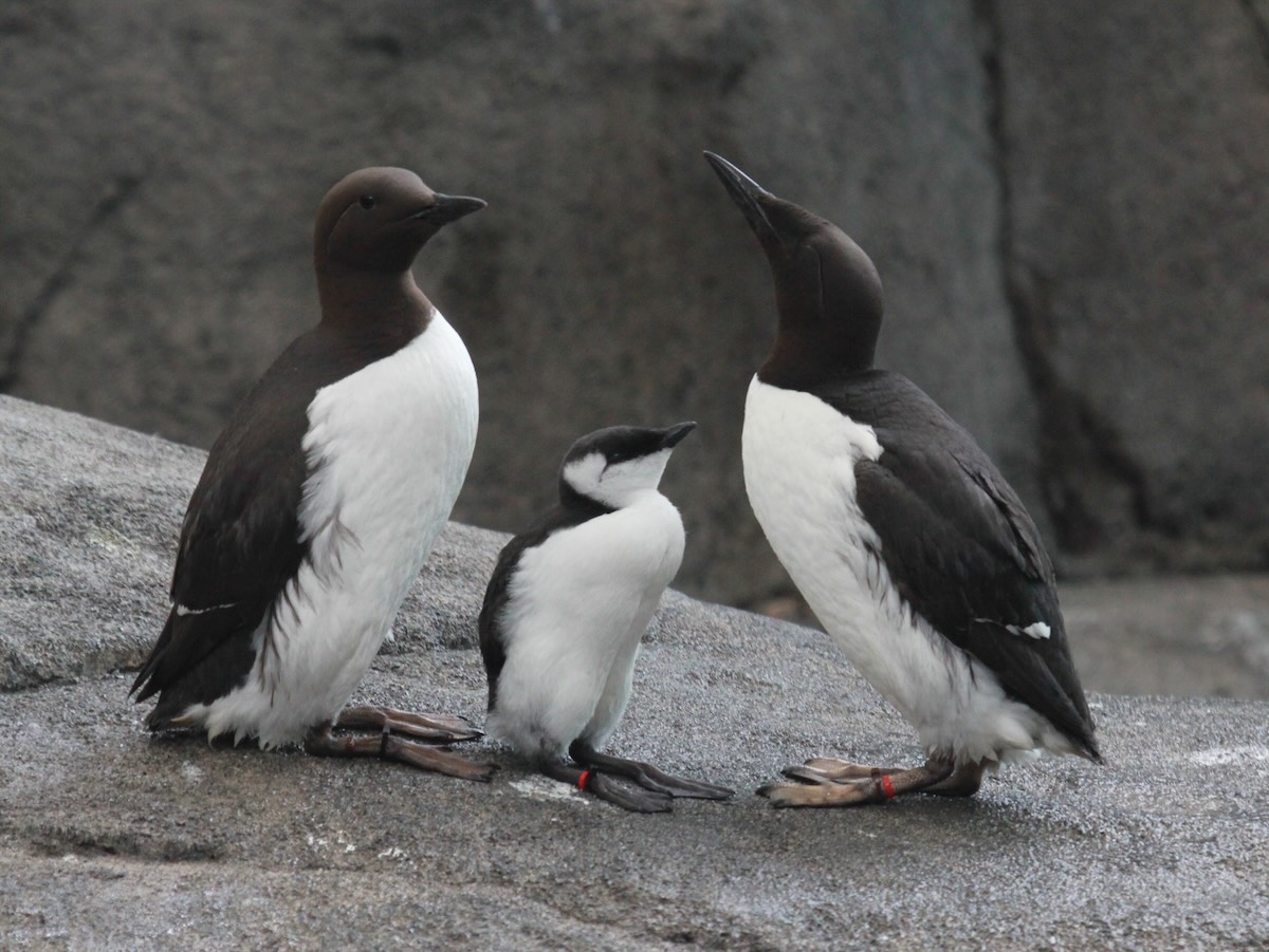 Common Murre RWD1