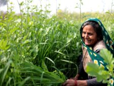 Hoe deze Indiase deelstaat de overstap naar biologische landbouw voor elkaar kreeg