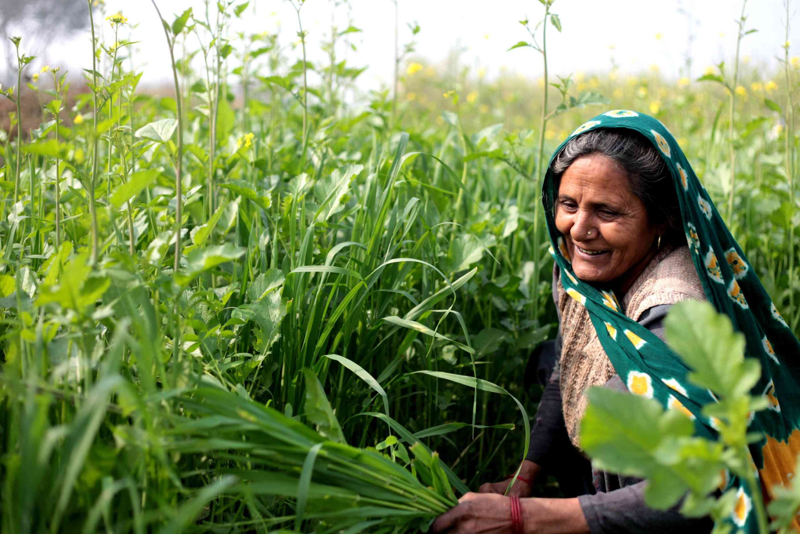 Hoe deze Indiase deelstaat de overstap naar biologische landbouw voor elkaar kreeg