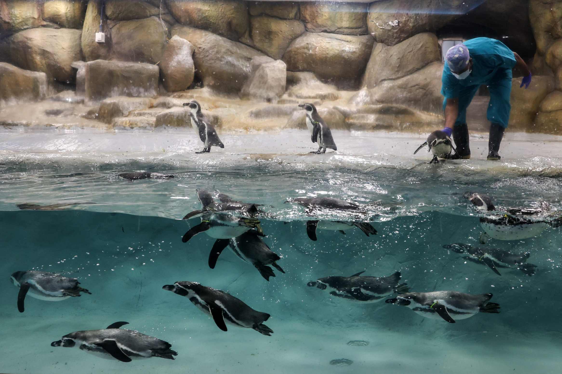Wereldbeeld: aandacht voor de pinguïn