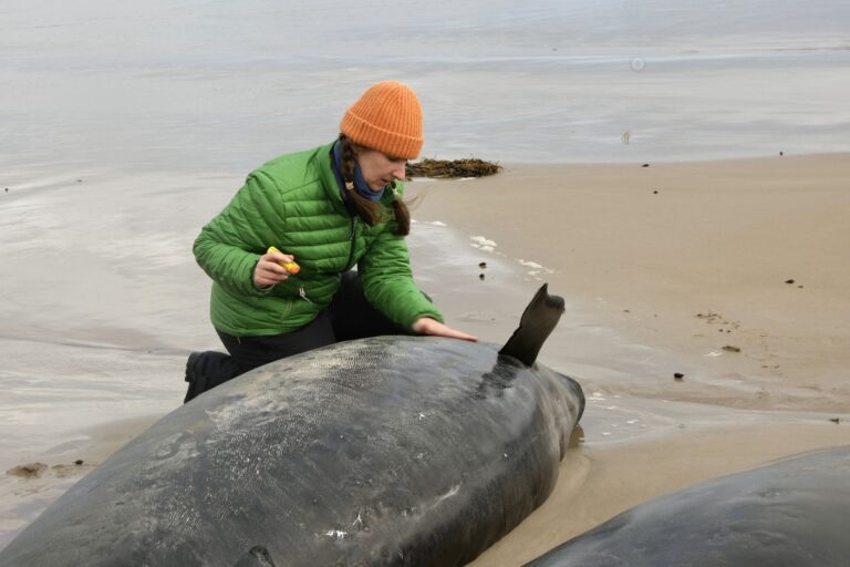 Australië: 157 zwarte zwaardwalvissen gestrand op Tasmanië