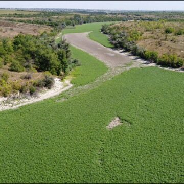 Hoe een ecologische ramp in Oekraïne uitgroeide tot een natuurwonder