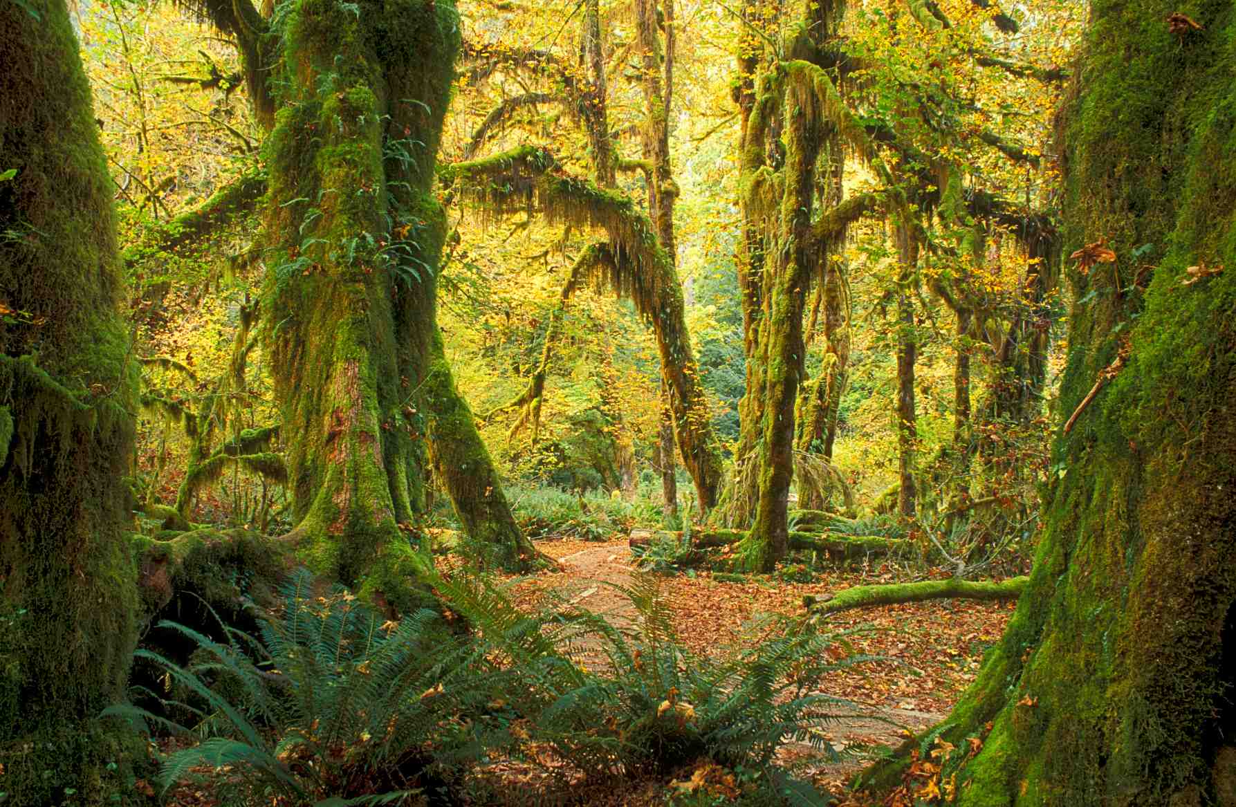 Dossier: Natuurherstel