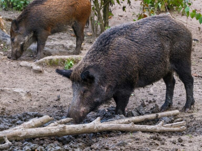 Wild zwijn met varkenspest doodgeschoten in Duitsland Wild zwijn met varkenspest doodgeschoten in Duitsland