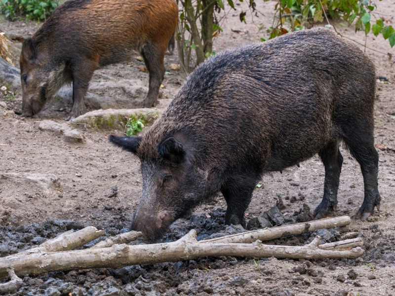 Wild zwijn met varkenspest doodgeschoten in Duitsland