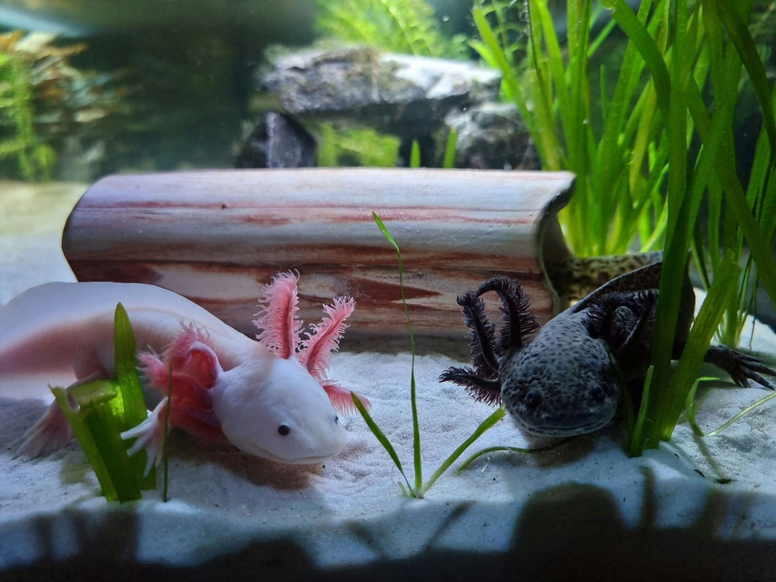 Mexico zet zich in voor de overleving van de axolotl