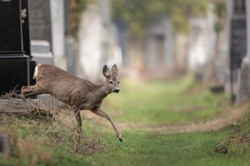 Deze Weense begraafplaats is een hotspot voor biodiversiteit