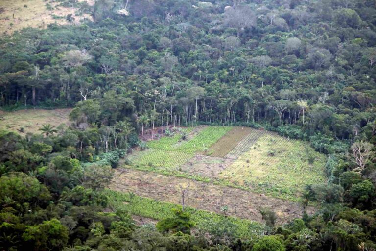 Ontbossing in Colombia nam in 2024 opnieuw toe
