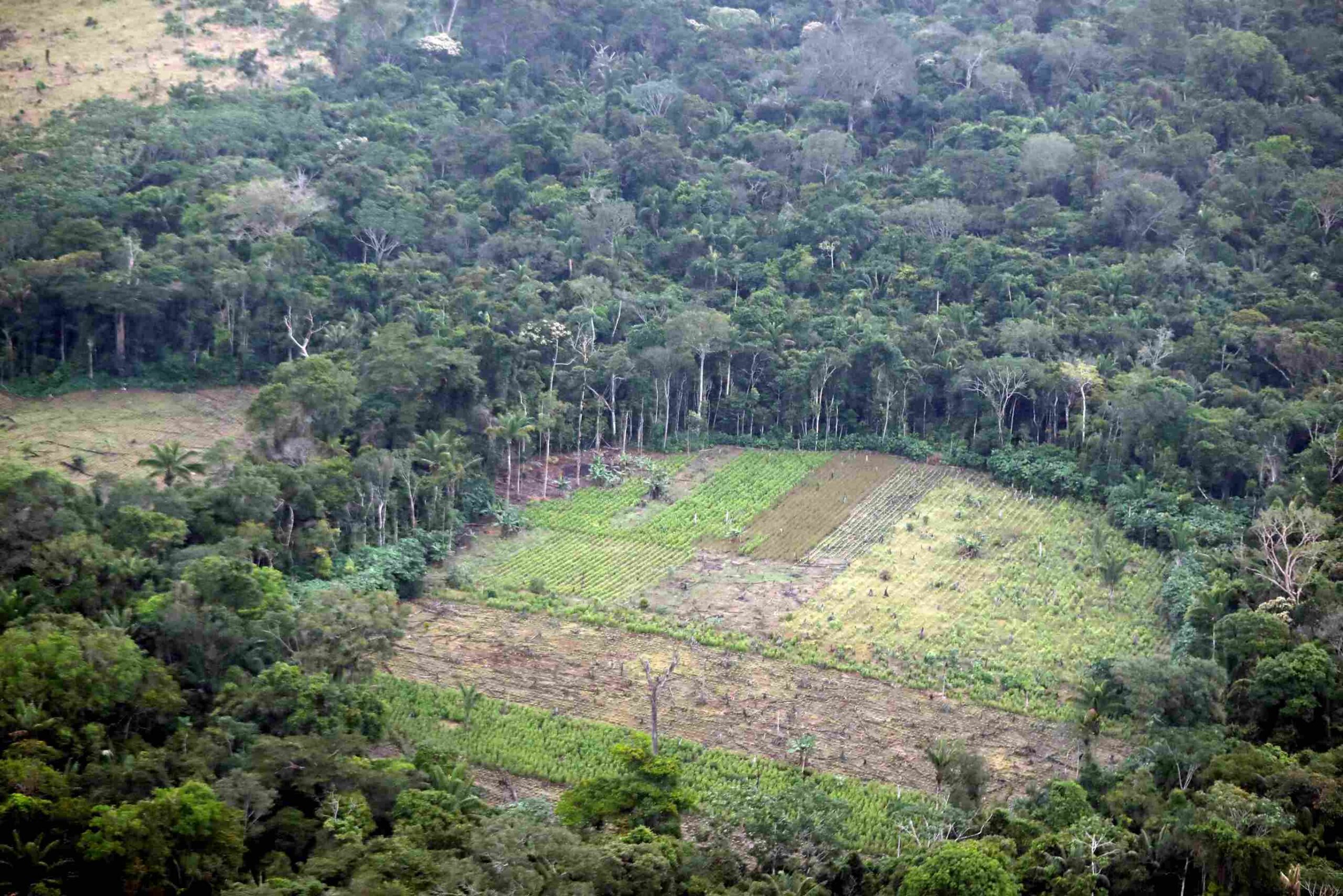 Ontbossing in Colombia nam in 2024 opnieuw toe