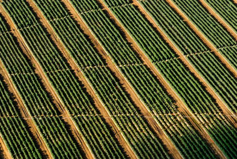 Kunstmatige intelligentie moet boeren redden van ‘superonkruid’ Kunstmatige intelligentie moet boeren redden van ‘superonkruid’